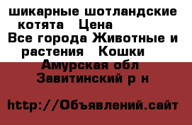 шикарные шотландские котята › Цена ­ 15 000 - Все города Животные и растения » Кошки   . Амурская обл.,Завитинский р-н